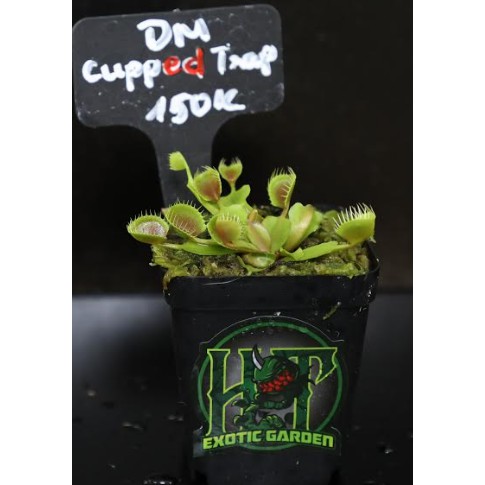 Cây Bắt Mồi-Cây Bẫy Kẹp-Dionaea muscipula 'Cupped Trap' tại HT-Exotic Garden