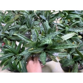 COMBO 5 CÂY GIỐNG LAN HÀI TÁO - Lan Hài Đài cuốn