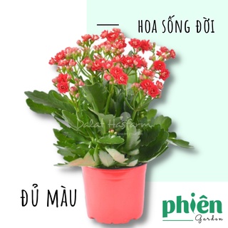 Cây Hoa Sống đời đủ màu, đã có hoa sẵn
