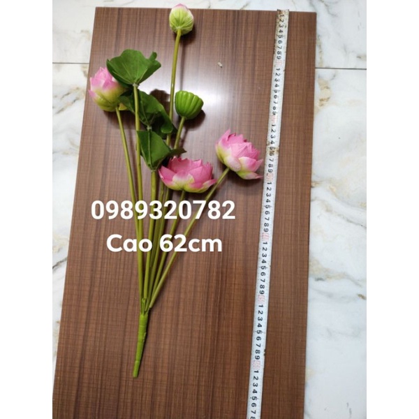 Cây hoa sen giả, hoa sen thái loại đẹp cao 72cm, 60cm, 45cm