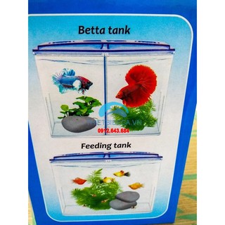 Bể nuôi cá chọi Betta box