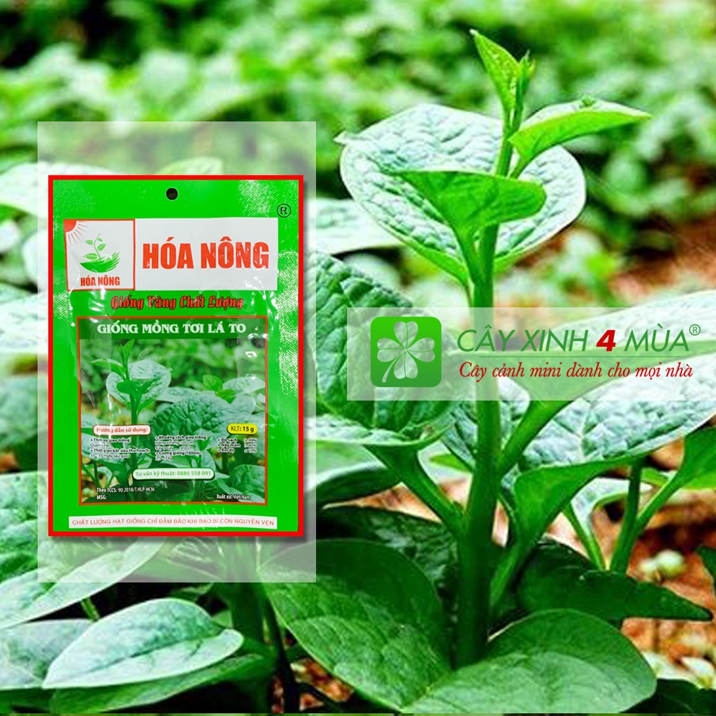 Hạt Giống Mồng Tơi Lá To Gói 15g - [&gt;96% Nảy Mầm]