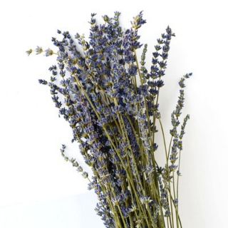 20 Lavender trang trí chụp ảnh decor