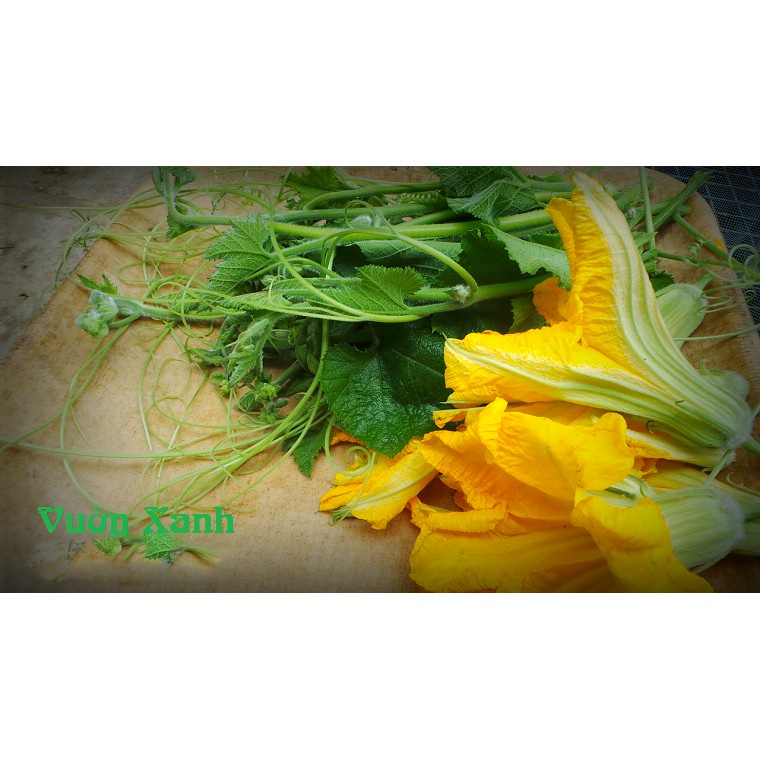 ( SIÊU RẺ ) Hạt giống bí ăn ngọn, bí siêu ngọn 10gr