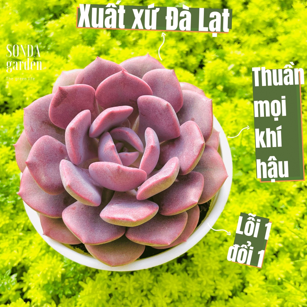 Sen đá hồng hoa SONDA GARDEN size trung bình 10-12cm, cây cảnh trang trí nhà cửa, lỗi 1 đổi 1