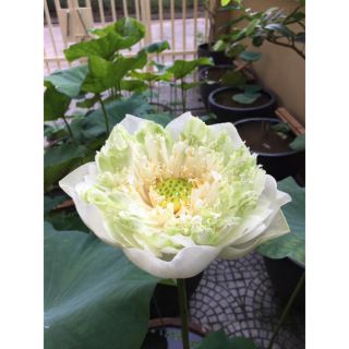Set 4 Hạt Giống Hoa Sen Bách Diệp Trắng+ kèm hướng dẫn trồng hoa ( ảnh thật hạt Sen nảy mâm 100% của khách shop mik