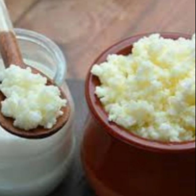 Nấm sữa chua kefir