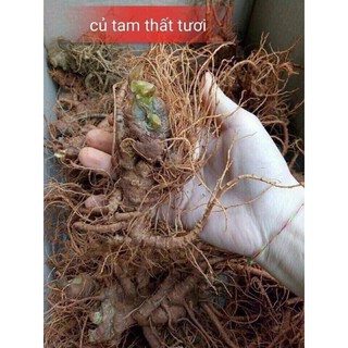 500g - 1kg củ tam thất tươi