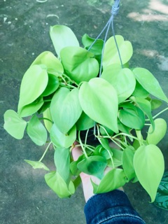 TRẦU BÀ TIM VÀNG GÁO DỪA