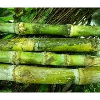 Mía lau tươi hữu cơ 500g