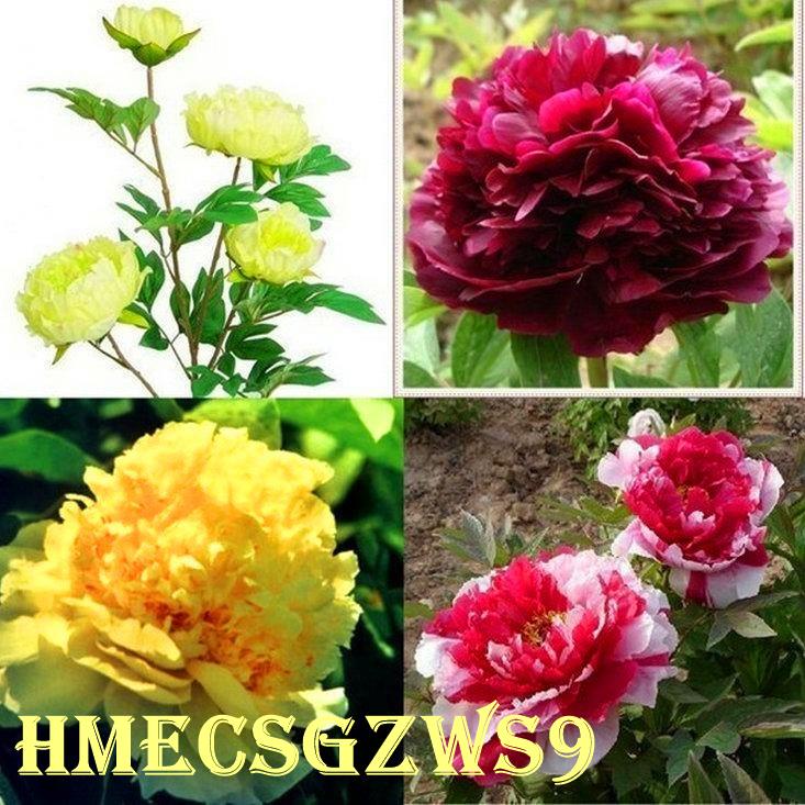Hạt giống hoa mẫu đơn mix nhiều mầu 30h