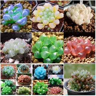 Hạt giống sen đá kim cương mix màu - gói 200 hạt kns2131