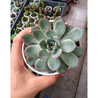 Cây Sen đá viền đỏ cỡ To