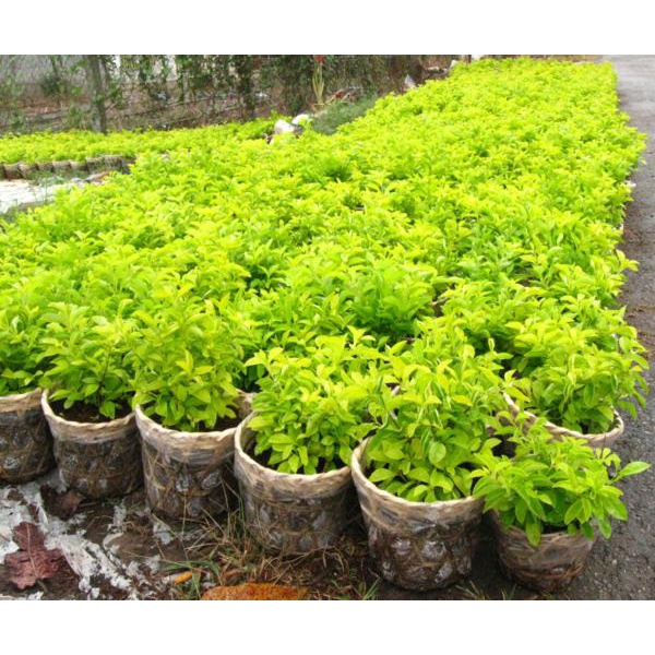 Cây chuỗi ngọc hoa tím - cây cảnh đẹp - thích hợp trồng hàng rào trang lối đi sân vườn