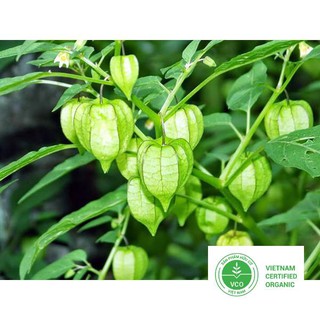 100 Hạt giống Anh đào đất (cây Thù dù, Tầm bóp) (tặng gói Kích nẩy mầm và Hướng dẫn) THUTHUY