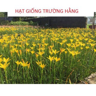 Củ hoa Huệ Mưa Vàng Citrina