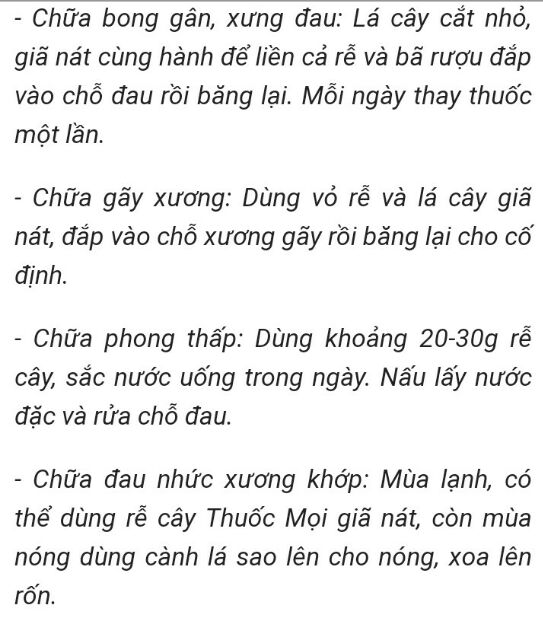 Cây giống mọi lá lựu ( Henna, lá móng, chỉ giáp hoa, mọi lá lựu, khai thiên )