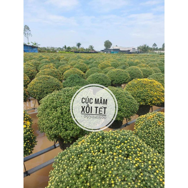 Hoa Cúc mâm xôi, cúc mâm xôi chưng tết