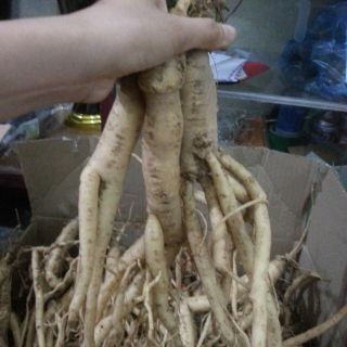 Sâm dây Ngọc Linh