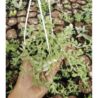 Sen đá cá heo xanh chậu treo