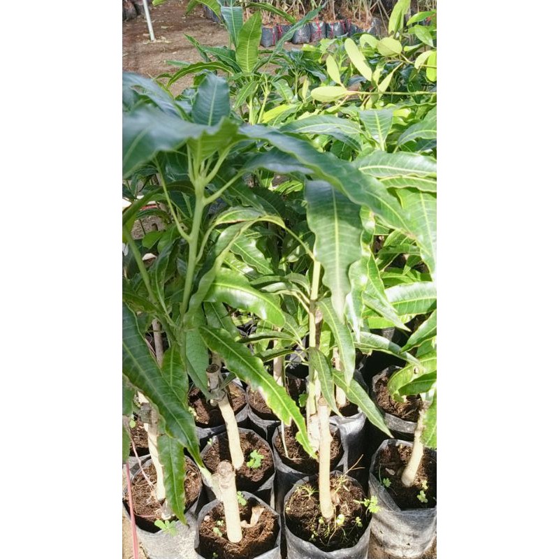 CÂY XOÀI TỨ QUÝ CHO QUẢ SỚM