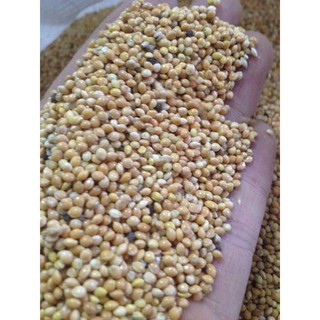 1kg hạt Kê Bóng Vàng