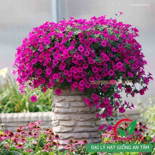 Gói 9.000 hạt giống hoa dạ yến thảo giành cho nhà vườn