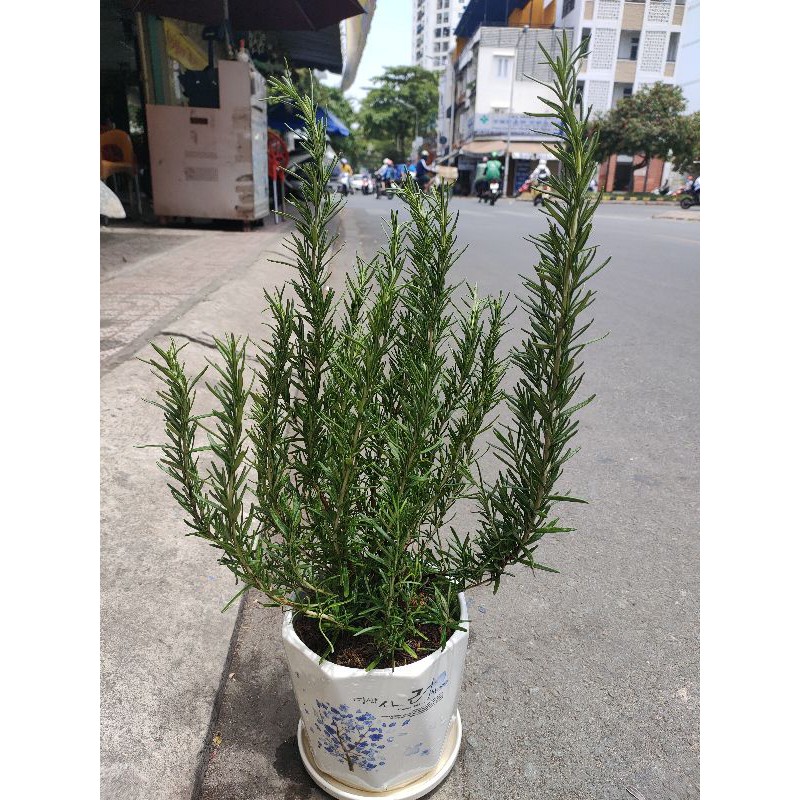 CÂY HƯƠNG THẢO LỚN 25-40cm