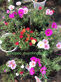 Hoa mười giờ ngũ săc mix Thái