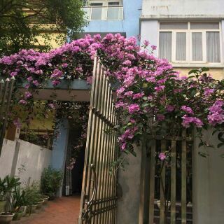 Cây giống hoa ánh hồng