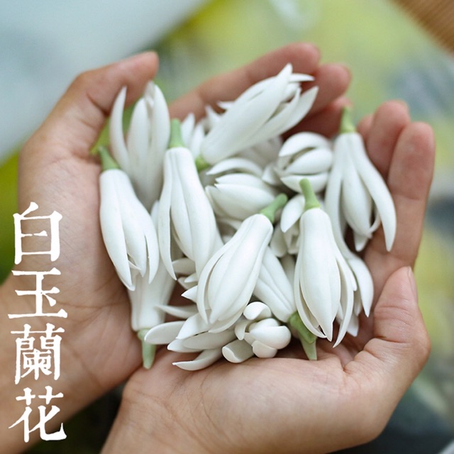 Hoa Ngọc Lan để bàn trà và trang trí
