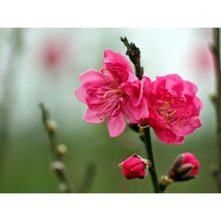 ĐÀO BÍCH - ĐÀO PHAI(  ĐẢM BẢO CHUẨN GIỐNG)-CÂY CAO 30-40CM