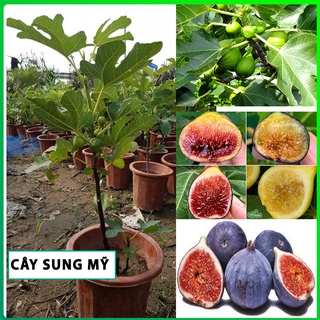 Cây Sung Mỹ ,cây giống Sung Mỹ kèm bầu đất chuẩn giống F1 cao từ 50-60 cm cho quả sau 4 tháng ,quả to mềm ngọt