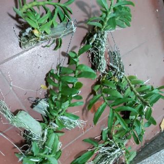 Trầm bảng Thái