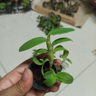 Hoa lan phi điệp Chớp Mỹ lai