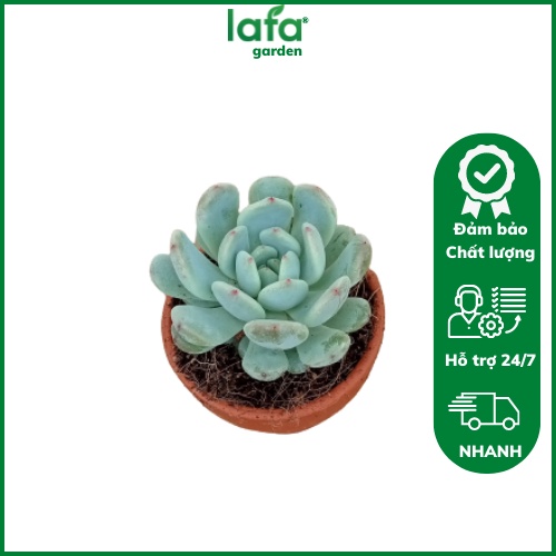 Sen đá Ruby Trắng đầu nhọn đỏ, cây kèm chậu đất nung màu nâu đỏ LAFA GARDEN