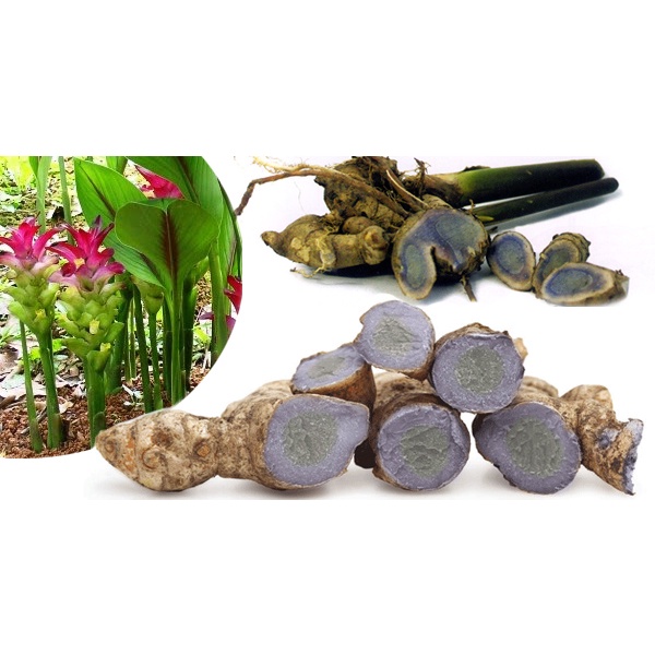 củ nghệ đen 1 ký tươi hàng nhà trồng