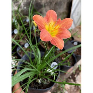 Củ huệ mưa ngoại