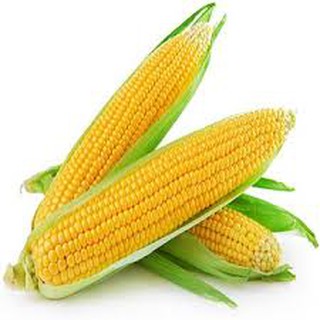 HẠT GIỐNG NGÔ NGỌT GÓI 30 HẠT