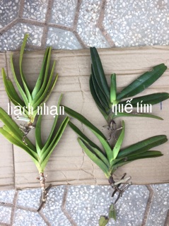 lan combo 2 bạch nhạn - 2 quế tím