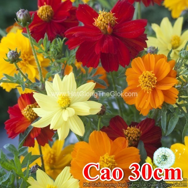 20h Hạt Giống Hoa Cúc Sao Nháy Siêu Lùn 30cm KÉP Mix (C2.104| B13*V32)