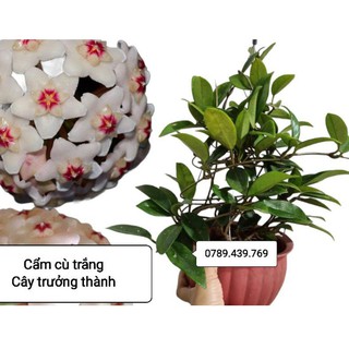 Lan cẩm cù trắng cây trưởng thành
