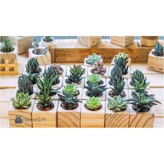 HẠT GIỐNG SEN ĐÁ MIX GÓI 20 HẠT