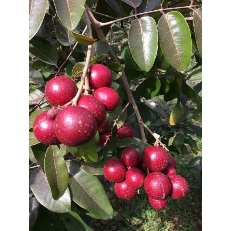 Cây 🌲 Nhãn Xuồng Tím
