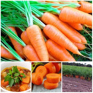HẠT GIỐNG CÀ RỐT CAO SẢN