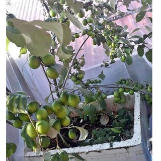 Cây giống táo thái ( cao 40 - 50cm )