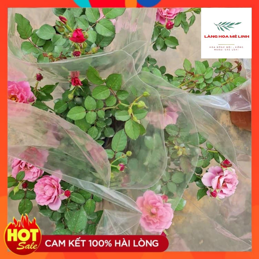 Hoa Hồng Ngoại Aoi Rose [MÀU TÍM ] Cuốn hút-  Bạn sẽ mê mẩn khi ngắm loài hoa này.