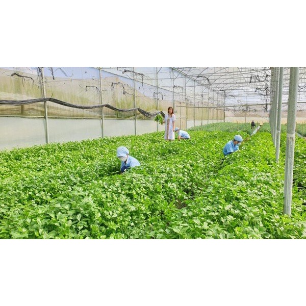 Bột cần tây, bột cần tây nguyên chất, sấy lạnh hộp 500gr