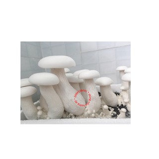 Thùng nấm hoàng đế cỡ vừa