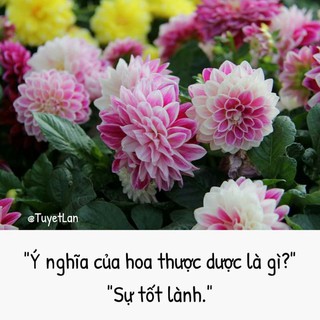 Cây thược dược đột biến